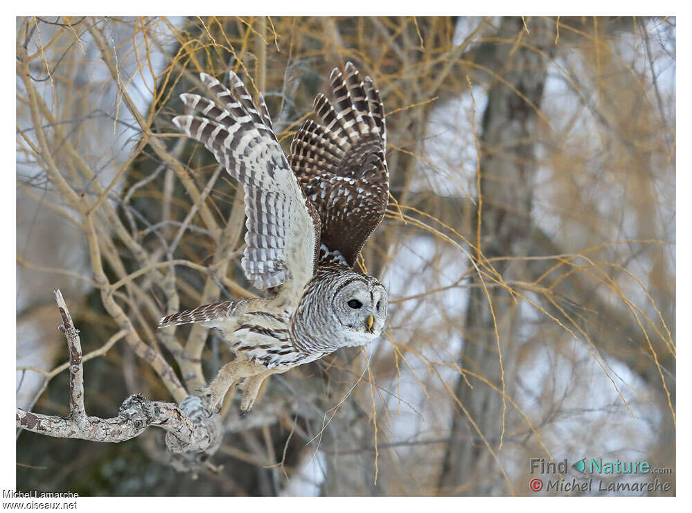 Barred Owladult, Flight