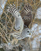 Barred Owl