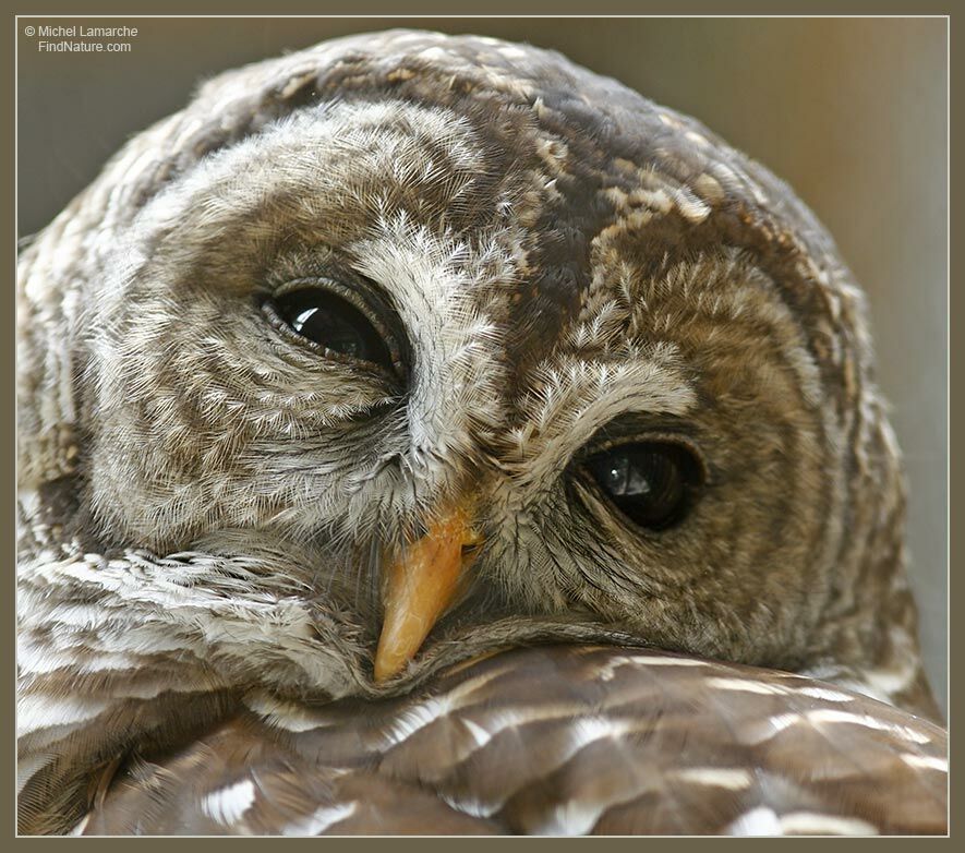 Barred Owl