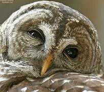 Barred Owl