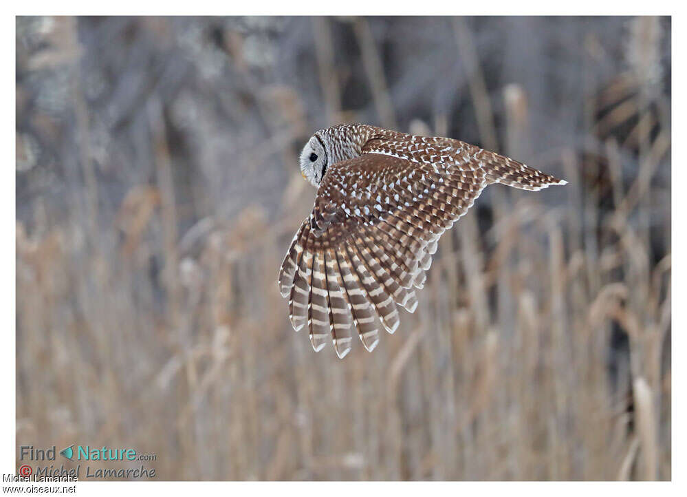 Barred Owl, Flight