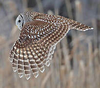 Barred Owl