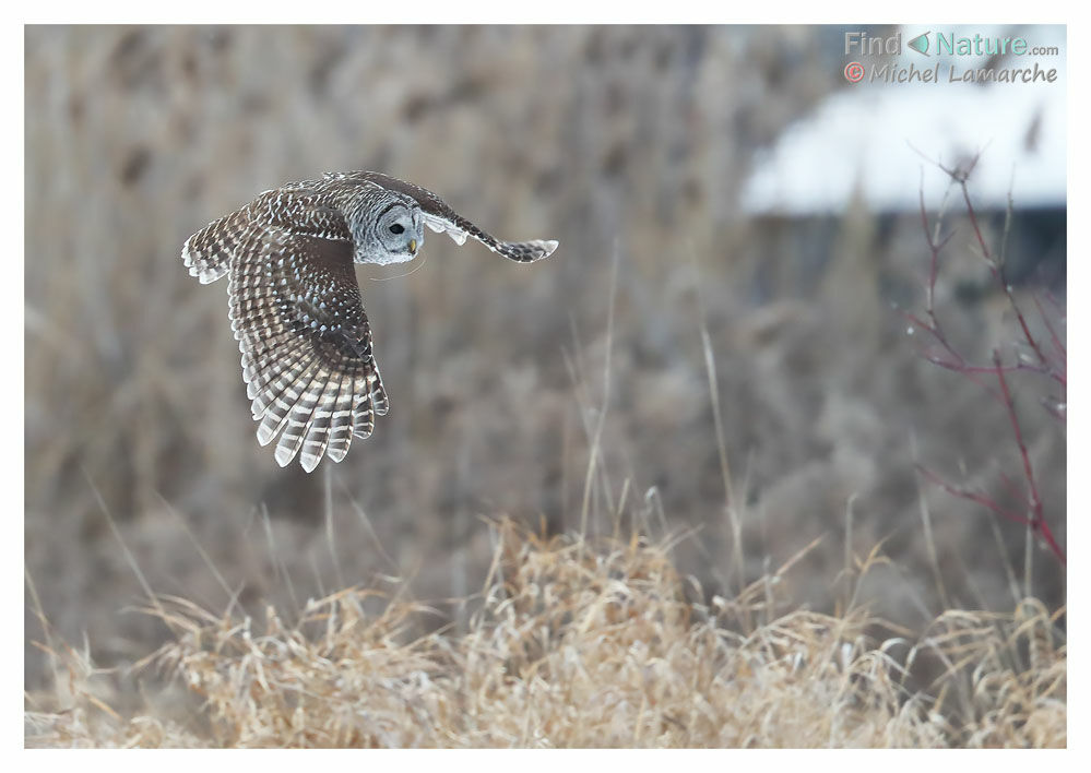 Barred Owl, Flight