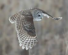 Barred Owl