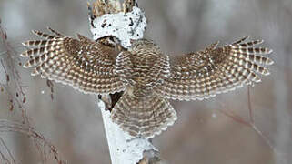 Barred Owl