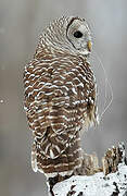 Barred Owl