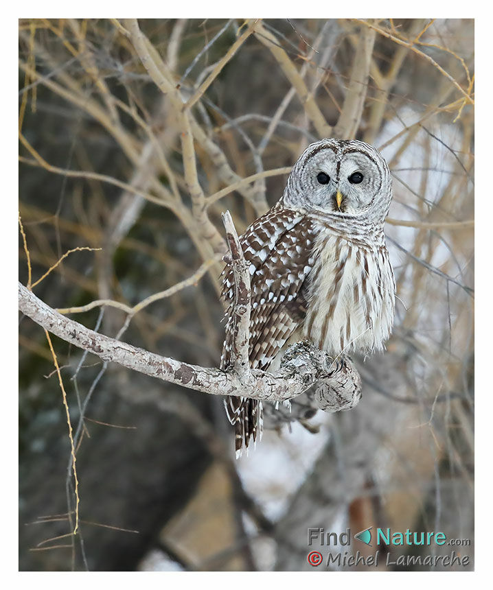 Barred Owl