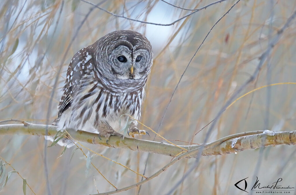 Barred Owl