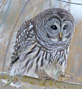 Barred Owl