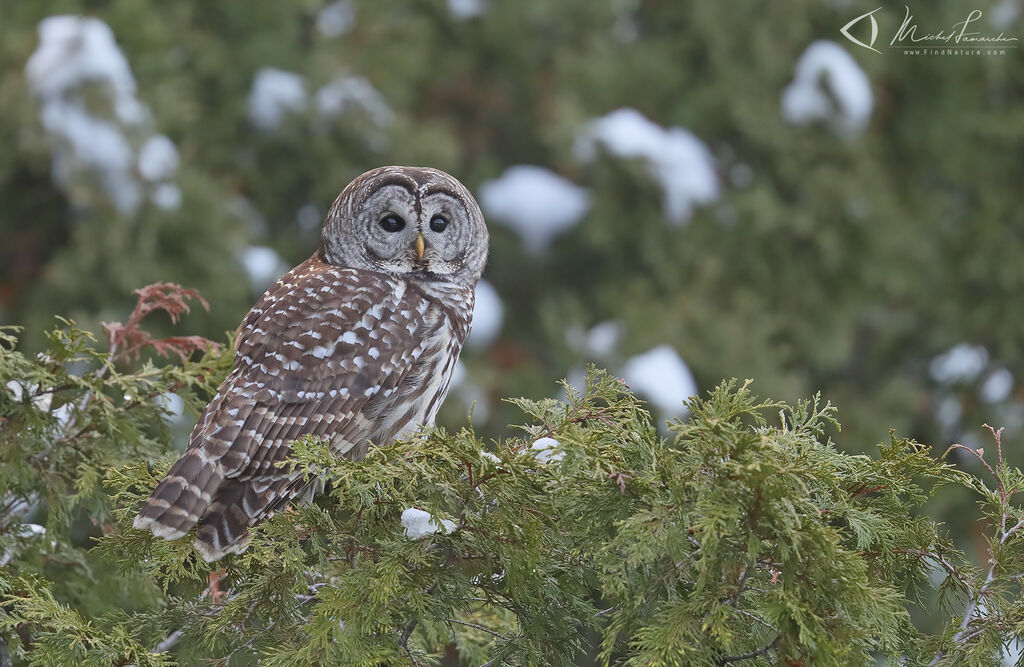 Barred Owl