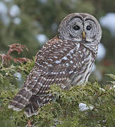 Barred Owl