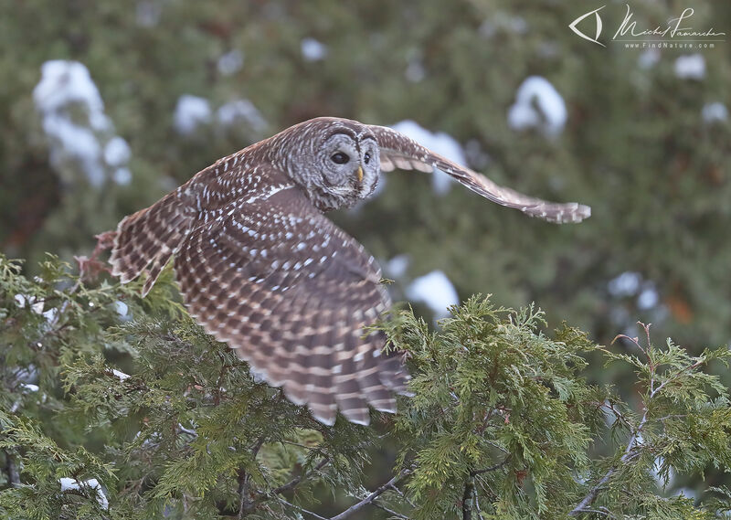 Barred Owl, Flight