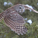 Chouette rayée