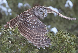 Barred Owl