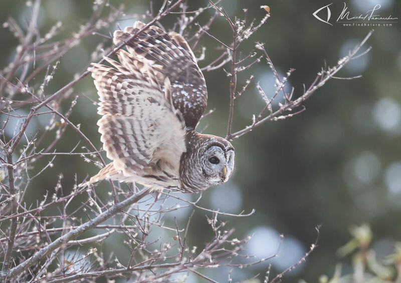 Barred Owl, Flight