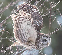 Barred Owl