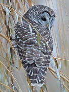 Barred Owl