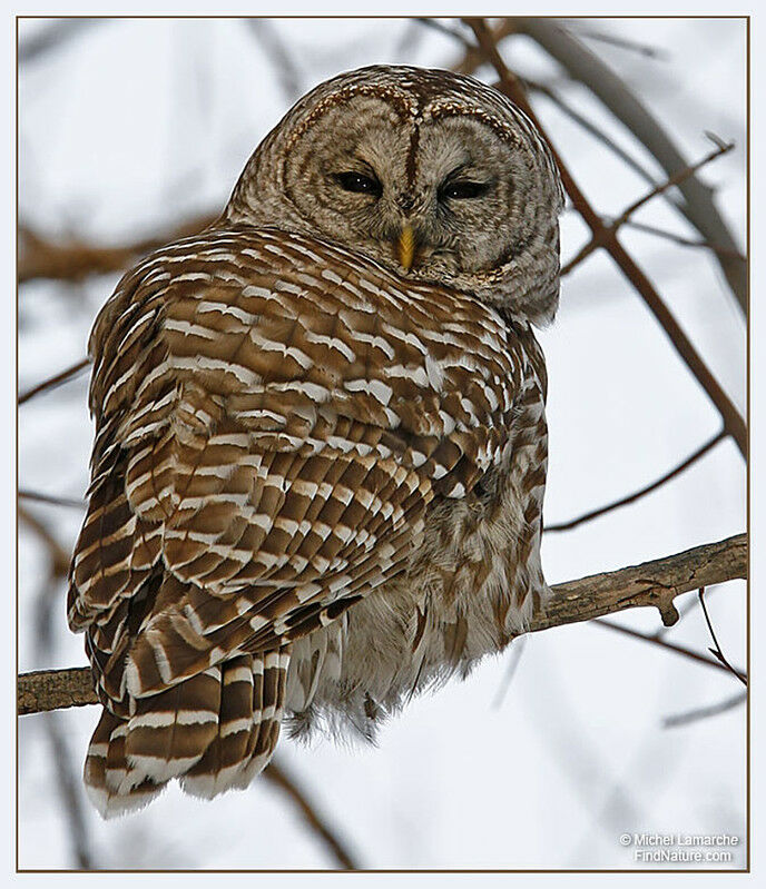 Barred Owl