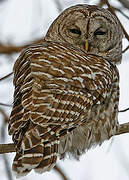 Barred Owl