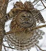 Barred Owl