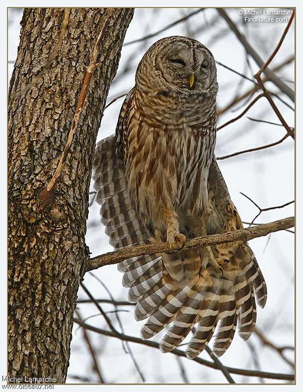 Barred Owl, Behaviour