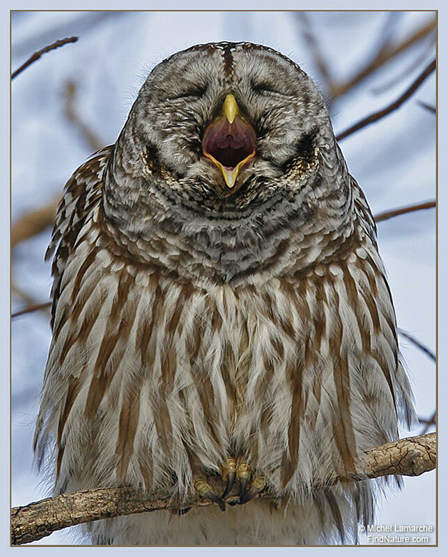 Barred Owl