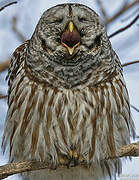 Barred Owl