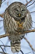 Barred Owl