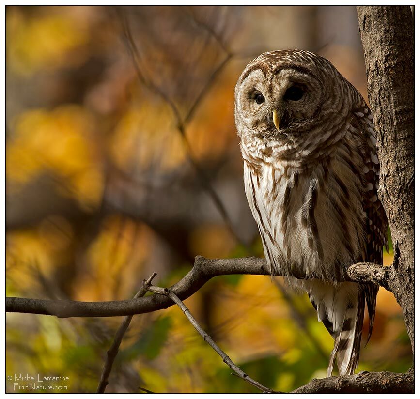 Barred Owl