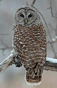 Barred Owl