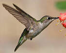 Colibri à gorge rubis