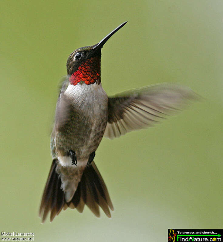 Colibri à gorge rubis mâle adulte, Vol