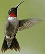 Colibri à gorge rubis