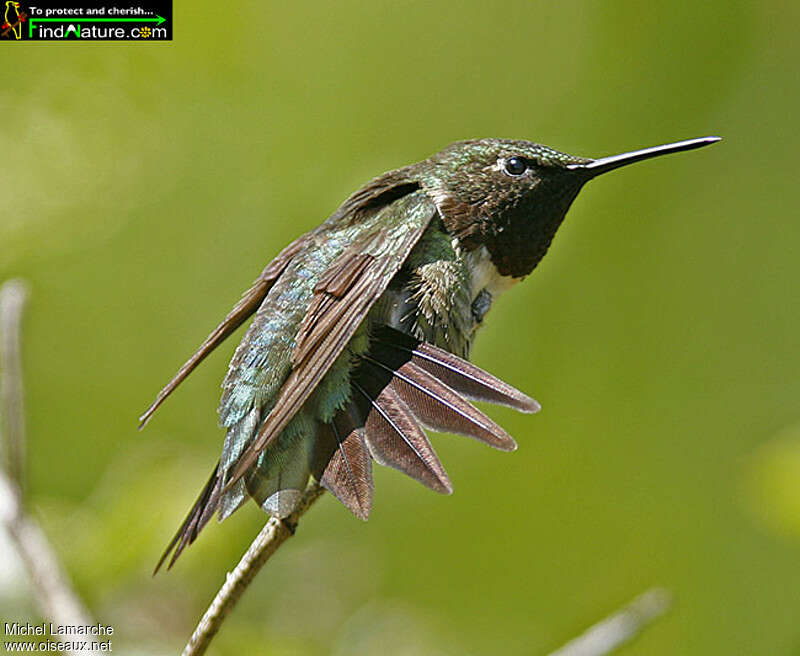 Colibri à gorge rubis mâle adulte, pigmentation, Comportement