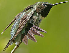 Colibri à gorge rubis