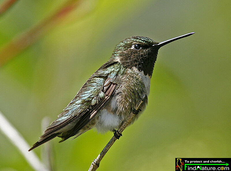 Colibri à gorge rubis mâle adulte