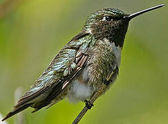 Ruby-throated Hummingbird