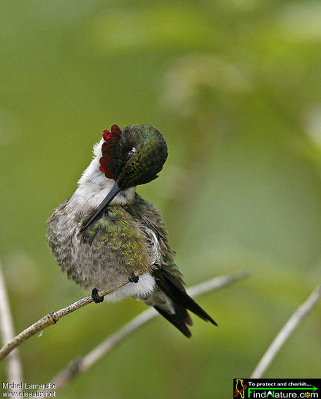 Colibri à gorge rubis mâle adulte, soins, pigmentation