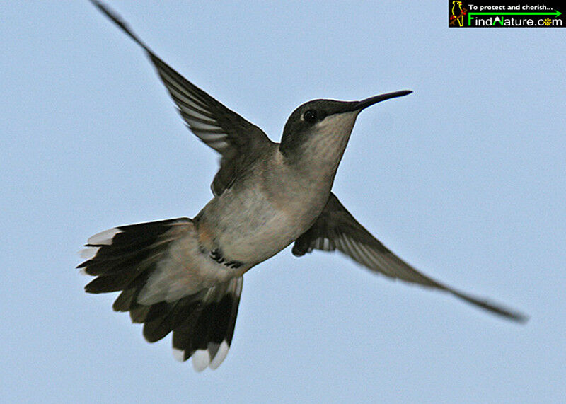 Colibri à gorge rubis femelle adulte