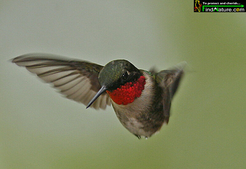 Colibri à gorge rubis mâle adulte