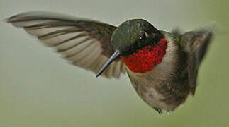 Colibri à gorge rubis