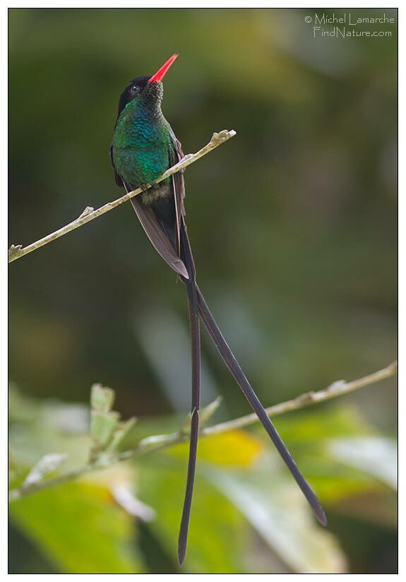 Red-billed Streamertail