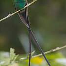 Colibri à tête noire