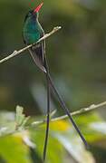 Colibri à tête noire