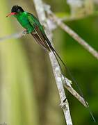 Red-billed Streamertail