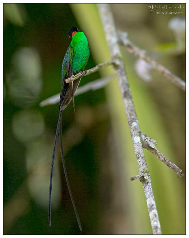 Colibri à tête noire