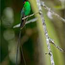 Colibri à tête noire