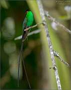 Red-billed Streamertail