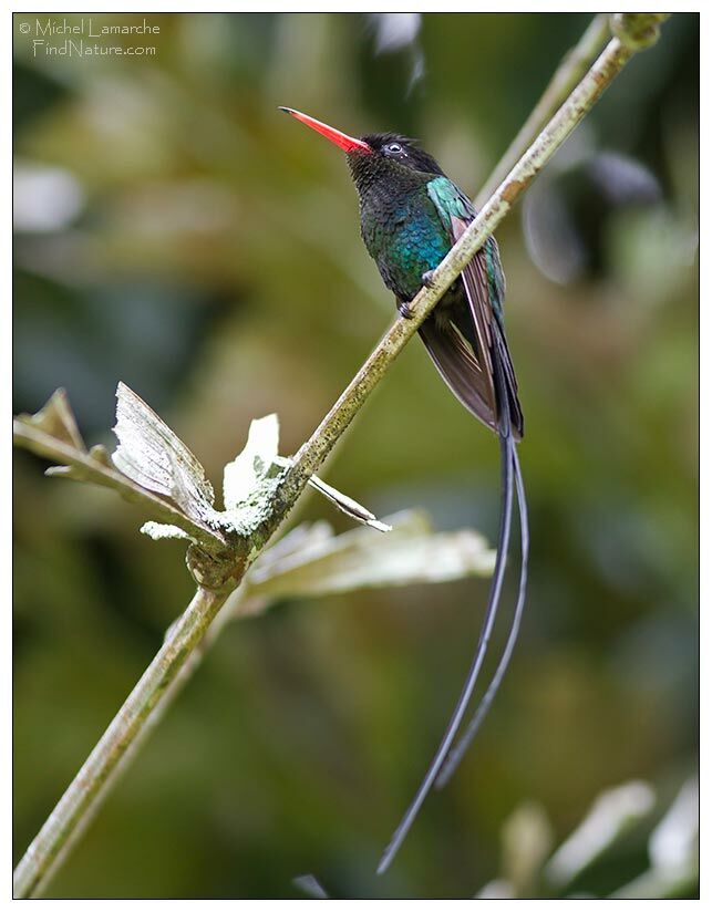 Colibri à tête noire