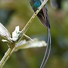 Colibri à tête noire